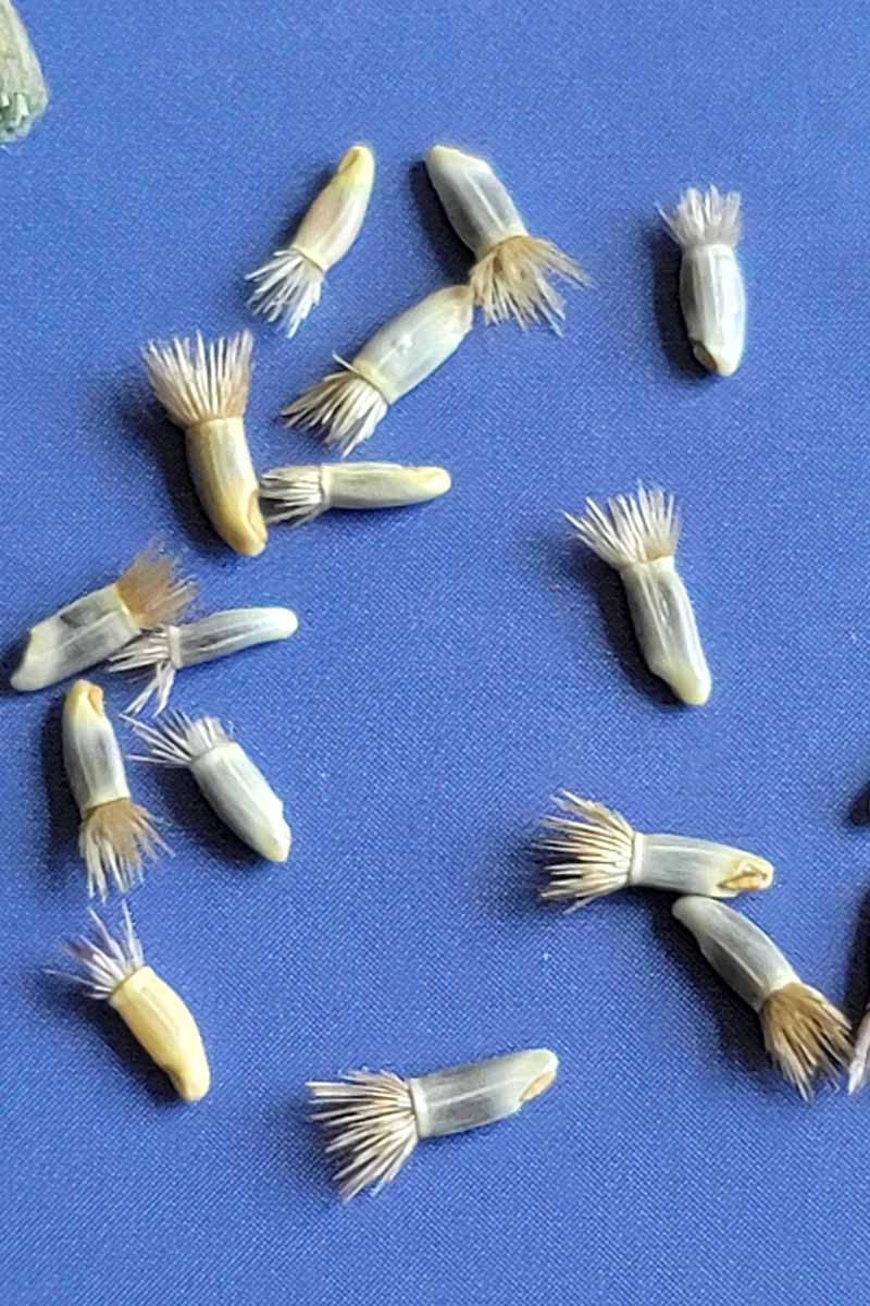 A close up vertical image of bachelor's button seeds with long sections topped with hair that makes them look a bit like Bart Simpson. The background is blue.