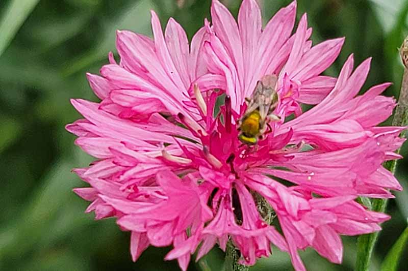 A close up horizontal image of a pink bachelor's button flower with a bee, pictured on a soft focus background.