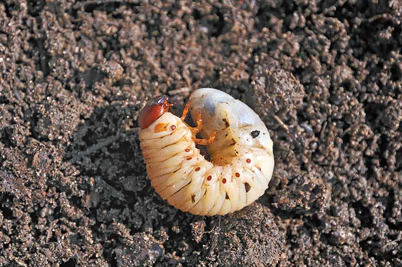A close up horizontal image of a C-shaped grub on the surface of the soil.