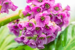 Close up of a pink bergenia flowers in bloom.