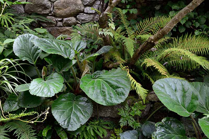 A close up horizontal image of the foliage of Bergenia ciliata growing in a shady spot in the garden surrounded by ferns with a stone wall in the background.