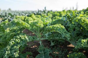 13 of the Best Kale Varieties for the Home Garden