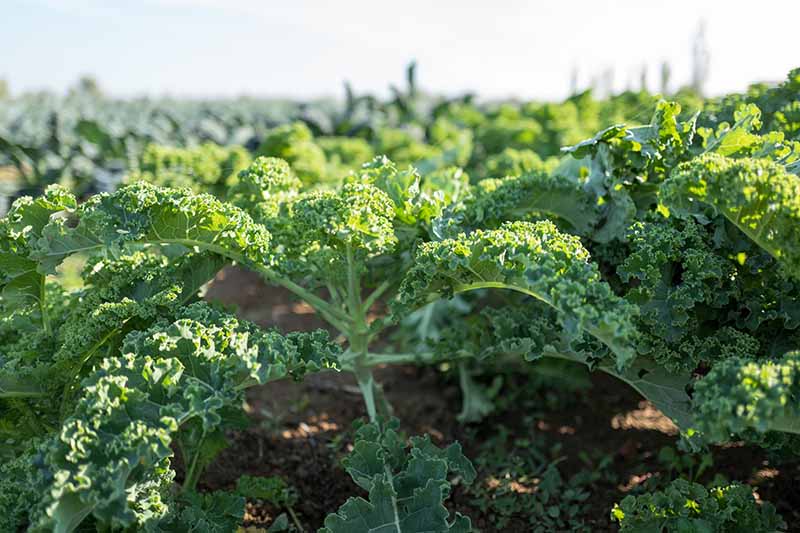 A close up horizontal image of different varieties of kale growing in the garden pictured in light sunshine fading to soft focus in the background.