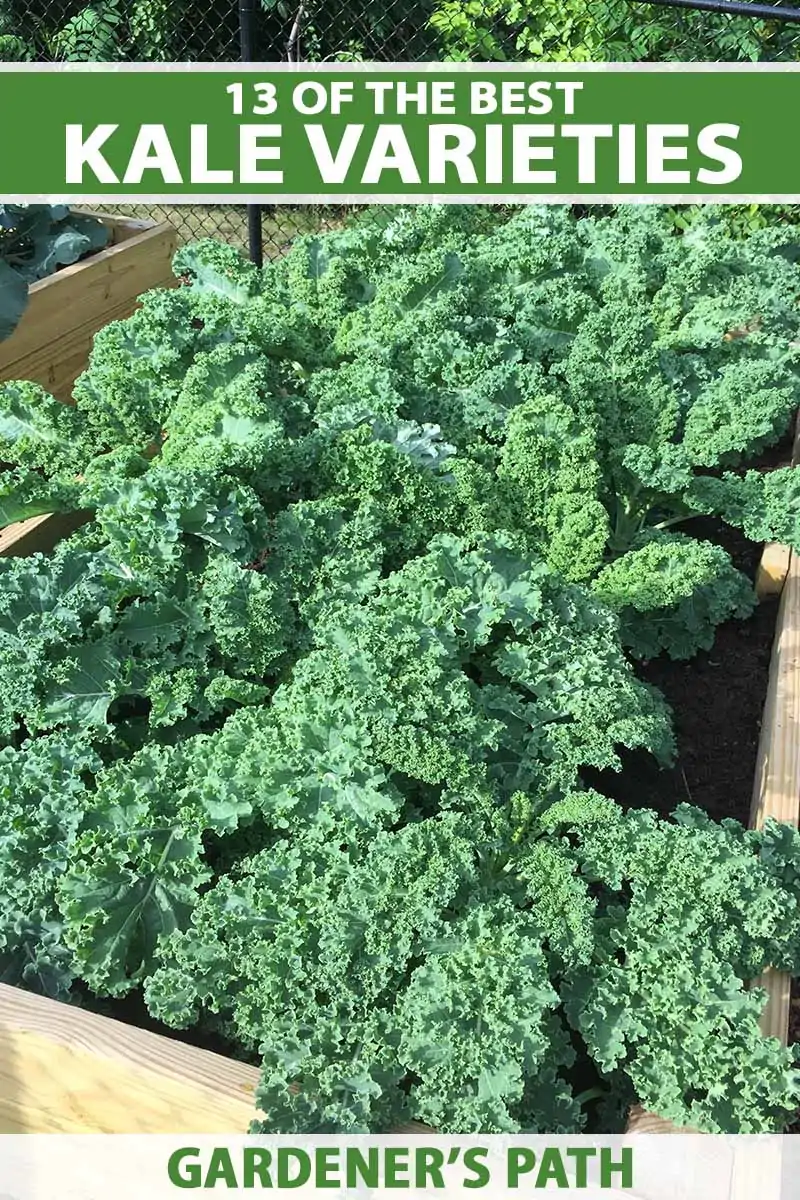 A close up vertical image of a raised garden bed planted with curly kale pictured in bright sunshine. To the top and bottom of the frame is green and white printed text.
