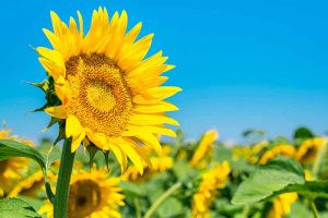 A close up horizontal image of a field of bright sunflowers pictured on a blue sky background.