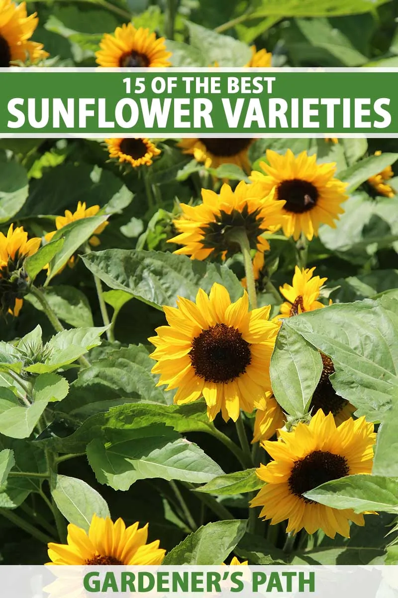 A close up vertical image of bright yellow sunflowers growing in the summer garden pictured in full sunshine. To the top and bottom of the frame is green and white printed text.