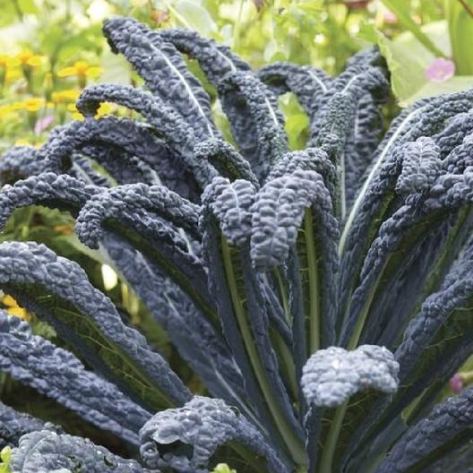 A close up square image of 'Black Magic' lacinato kale growing in the garden pictured on a soft focus background.