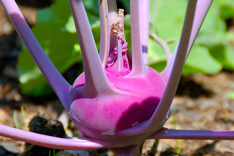 A close up horizontal image of a bright purple 'Blauer Speck' kohlrabi growing in the garden pictured on a soft focus background.