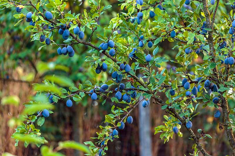 A close up horizontal image of 'Blue Damson' plums growing in the garden with a fence in soft focus in the background.