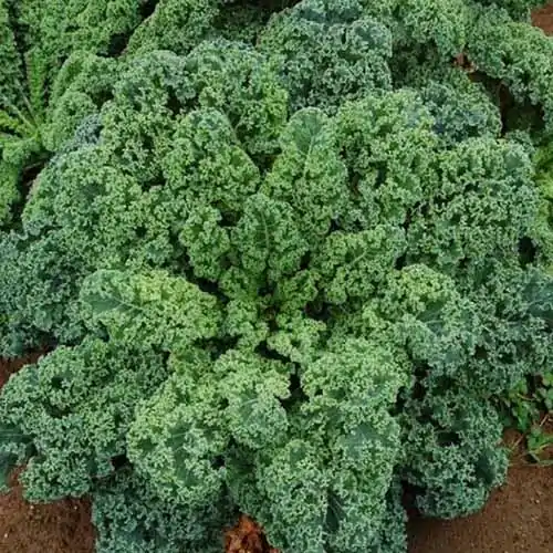 A close up square image of 'Blue Scotch Curled' kale growing in the garden.