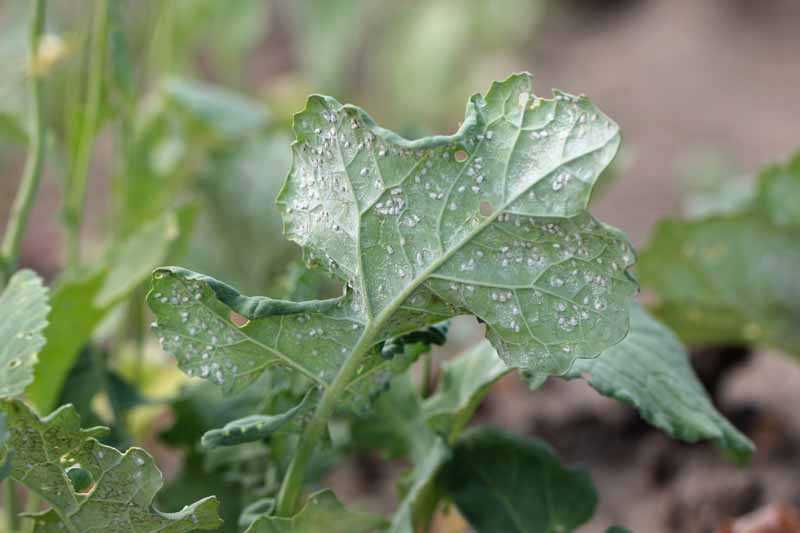 A close up horizontal image of a heavy whitefly infestation on a brassica plant pictured on a soft focus background.