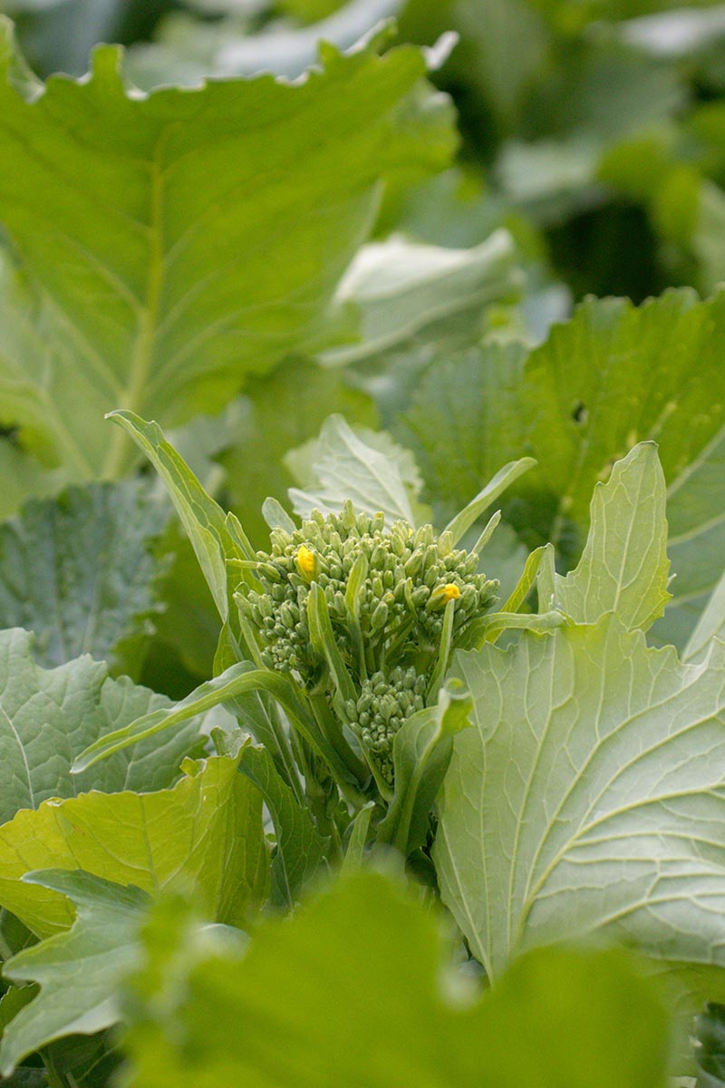 A close up vertical image of broccoli rabe growing in the garden pictured on a soft focus background.