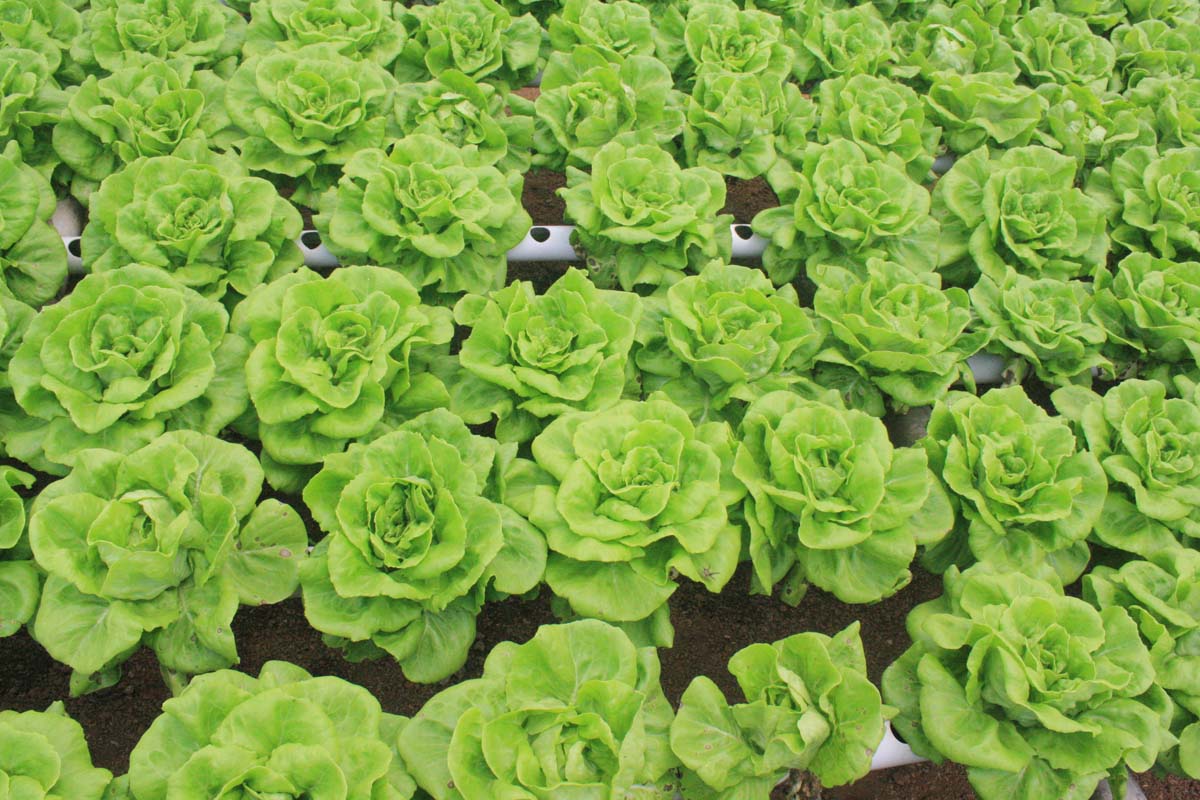 thumbnail image 2 of Cold Season Lettuce & Salad Greens Seeds – 15 Fall & Winter Garden Mix, 7300 Non-GMO Heirloom Seeds Indoor Outdoor Planting 2 of 11