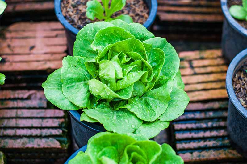 A close up horizontal image of butterhead lettuces growing in small plastic pots on a wooden surface.