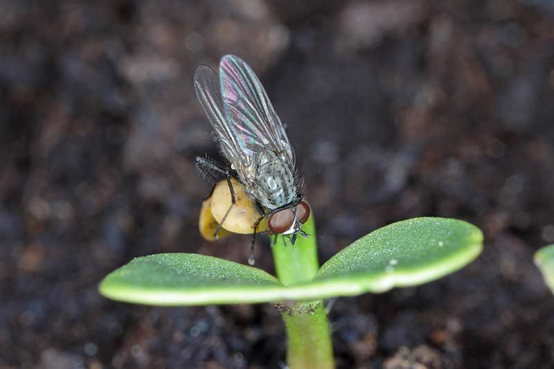 A close up horizontal image of a cabbage fly laying eggs on a seedling pictured on a soft focus background.