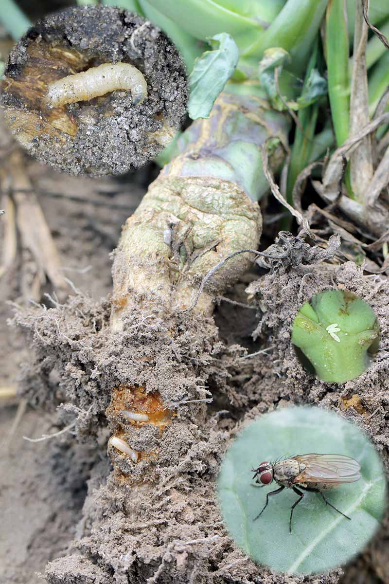 A close up vertical image of the damage to a root done by Delia radicum cabbage fly larvae.