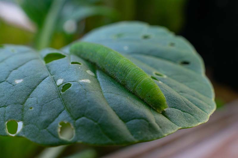 A close up horizontal image of a cabbage worm caterpillar munching through a lettuce leaf.