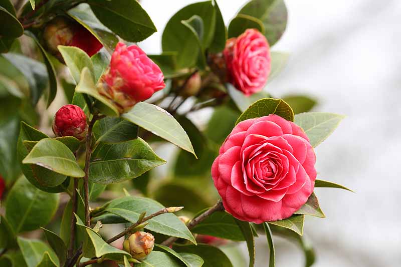 A close up horizontal image of bright red camellia flowers pictured on a soft focus background.