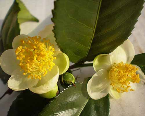 A close up horizontal image of small yellow Camellia sinensis flowers pictured in light sunshine.