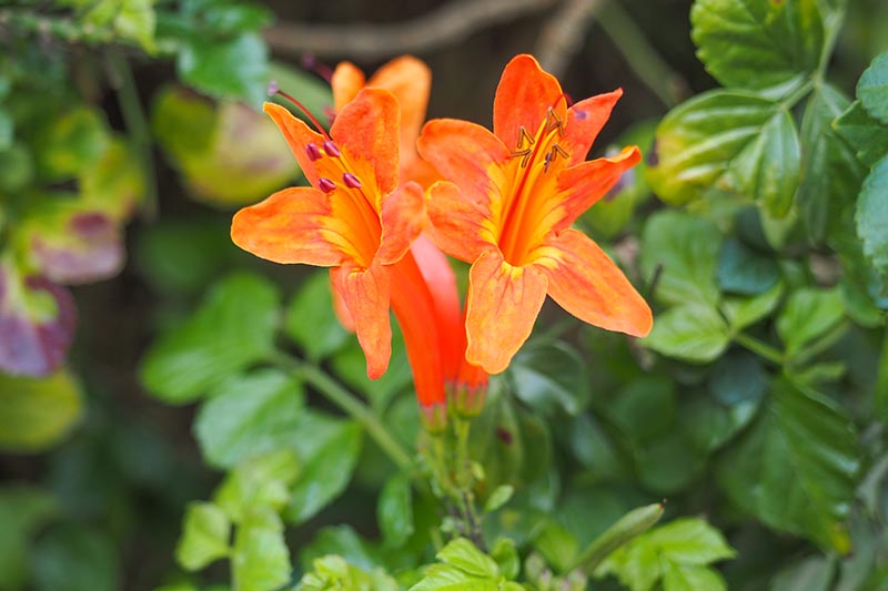 A close up horizontal image of the bright orange flowers of Cape honeysuckle (Tecoma capensis) growing in the garden pictured on a soft focus background.