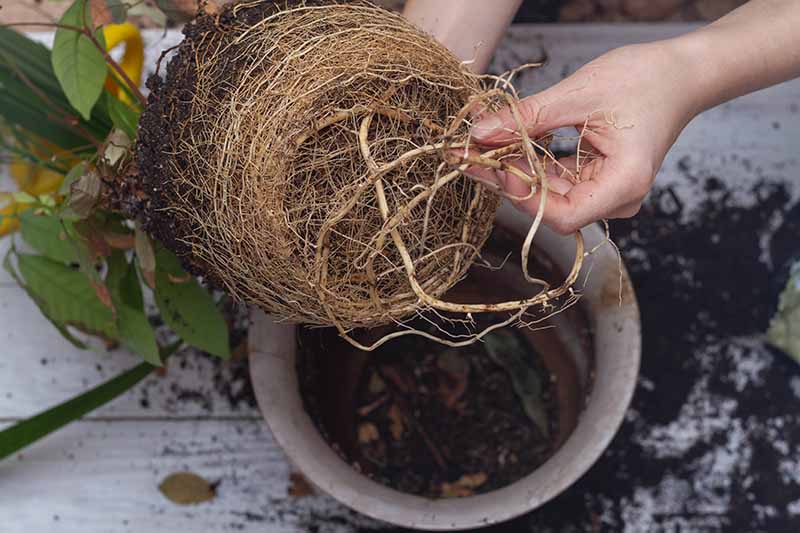 A close up horizontal image of two hands from the right of the frame lifting a root bound plant out of a pot.