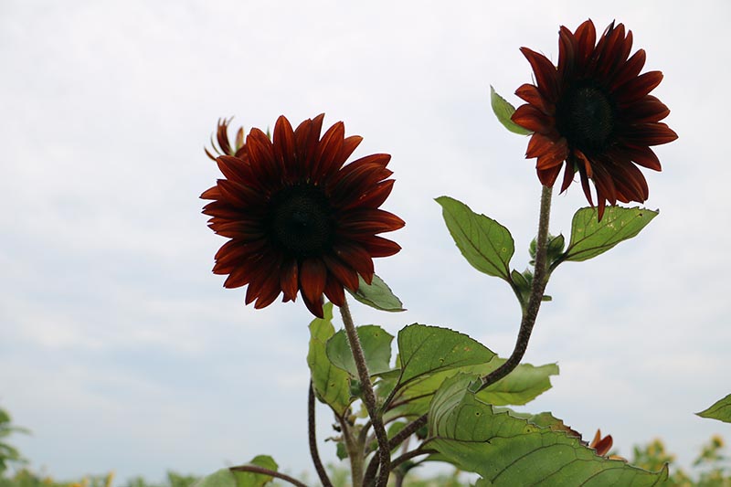 A close up horizontal image of 'Chocolate' sunflowers growing in the garden with a cloudy sky in the background.