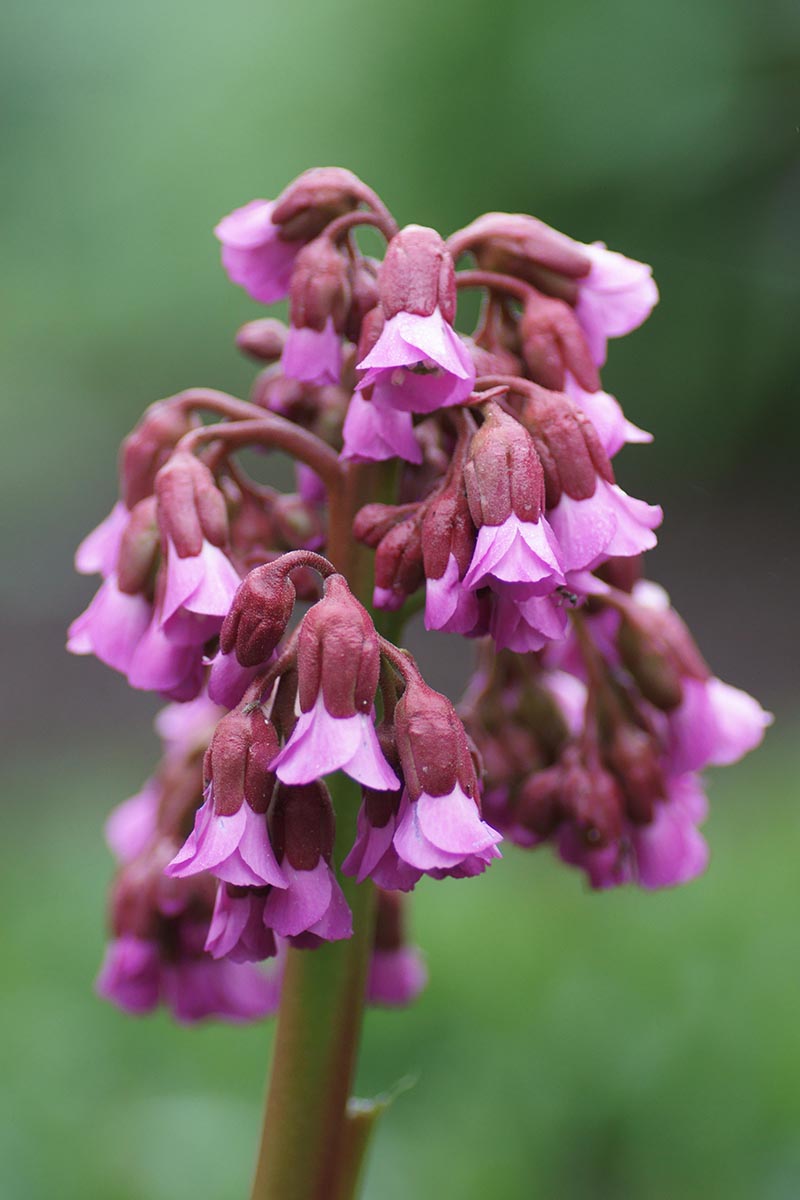 A close up vertical image of the light pink flowers and red stem of 'Claire Maxine' bergenia growing in the garden pictured on a green soft focus background.