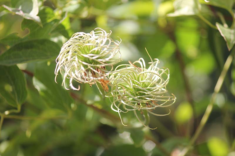 A close up horizontal image of a clematis seed head pictured on a soft focus background.