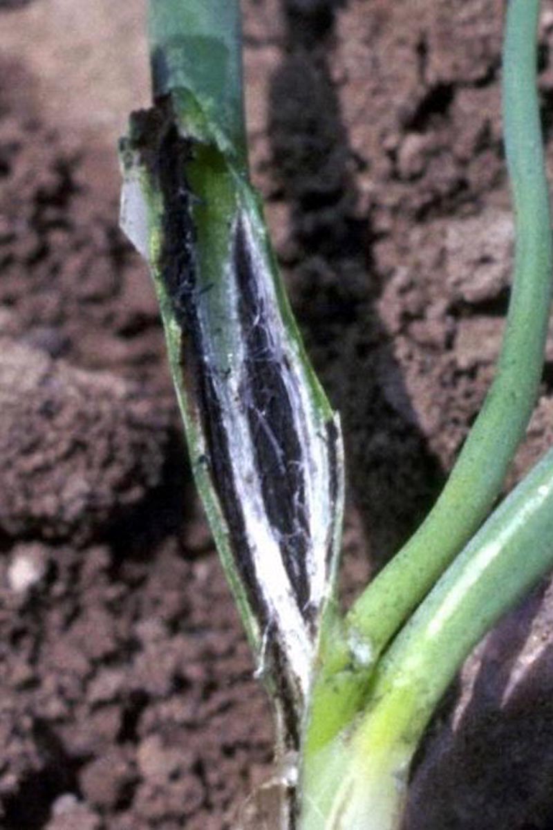 A close up vertical image of the foliage on an onion suffering from Colchicum smut (Urocystis colchici).