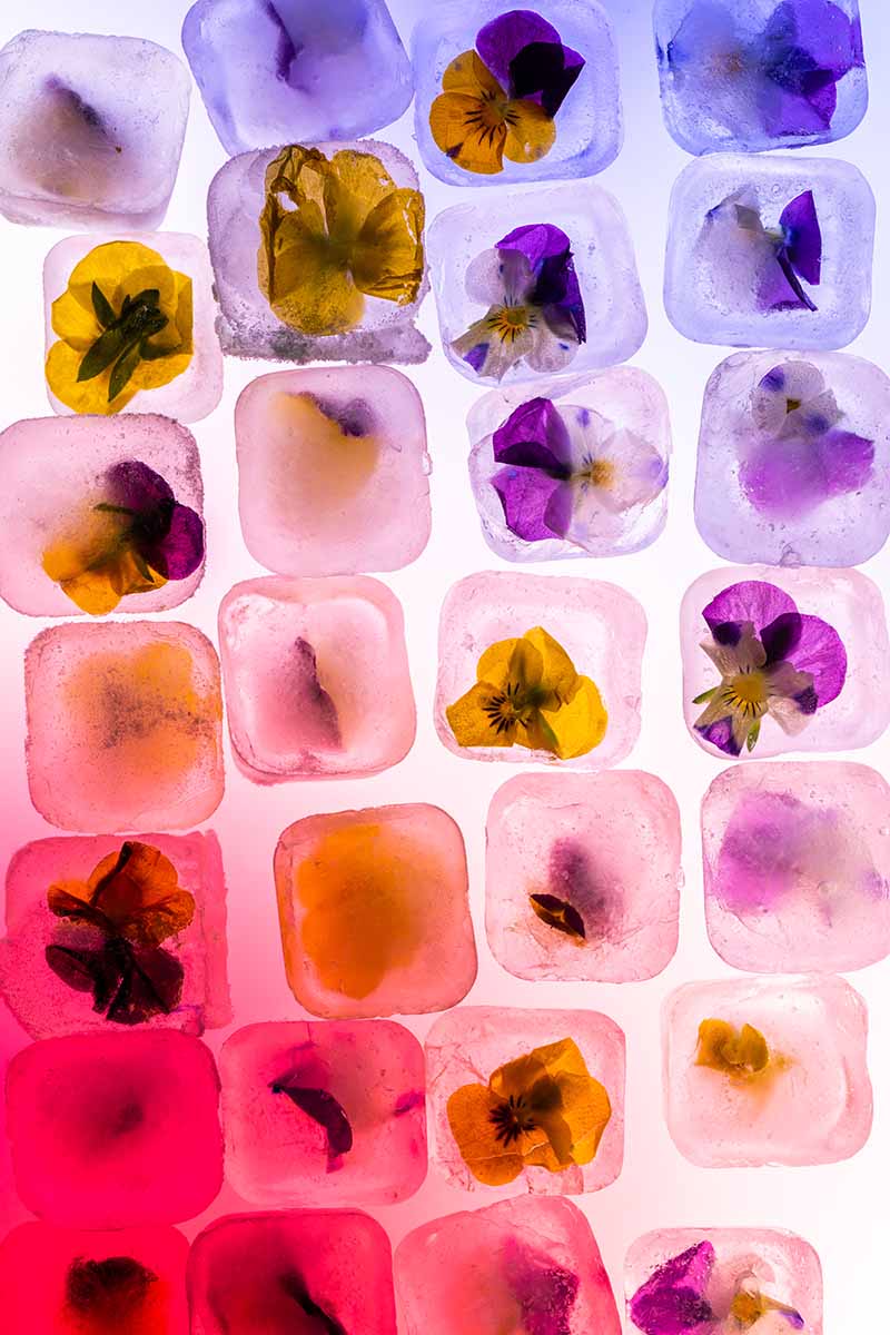 A close up vertical image of ice cubes with small flowers frozen into them.