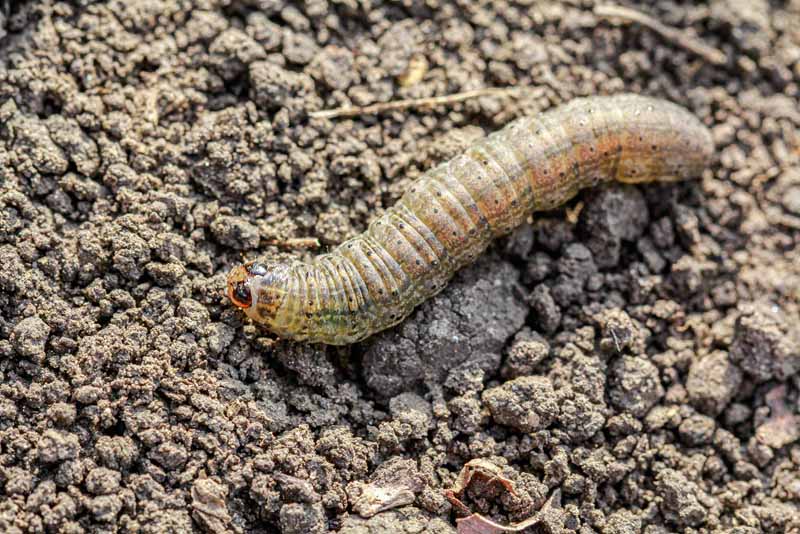 A close up horizontal image of a common cutworm (Agrotis segetum) on the soil surface.