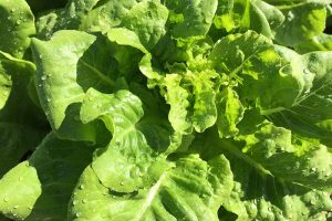 How to Identify and Control Common Lettuce Pests