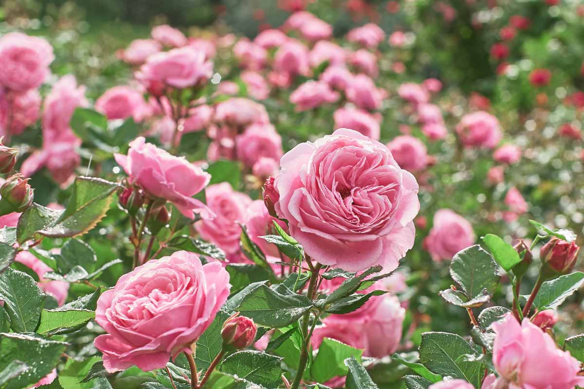 A close up horizontal image of pink roses growing in the garden with abundant blossoms.