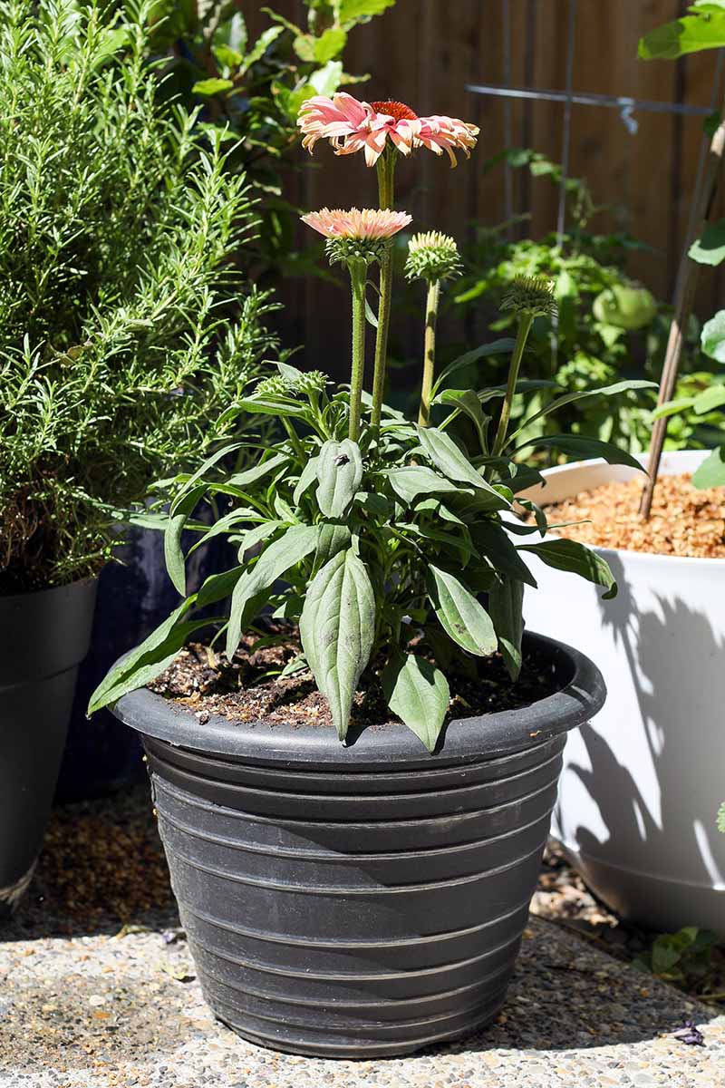 A close up vertical image of echinacea flowers growing in a black plastic pot on a patio pictured in bright sunshine with rosemary and other perennials in the background.