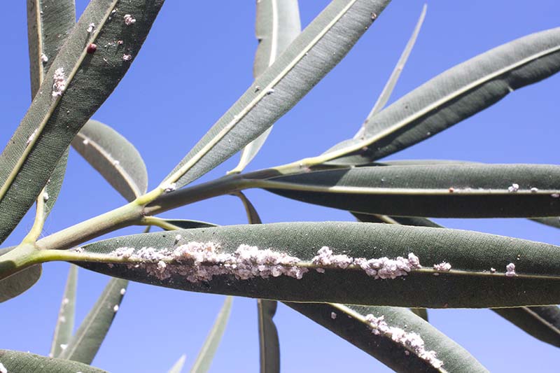 A close up horizontal image of the leaves of an oleander plant covered in cottony cushion scale, pictured against a blue sky background.