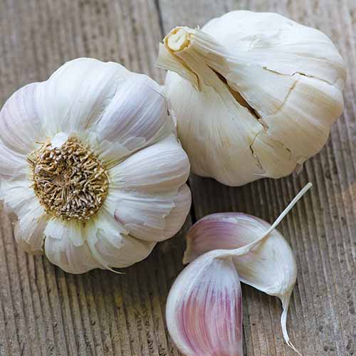 18+ Types Of Garlic Plants - MarioAmelie
