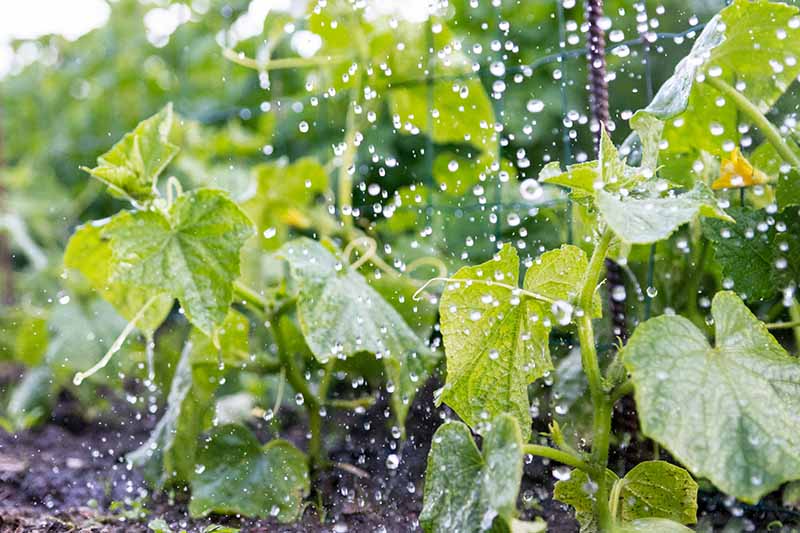A close up horizontal image of cucumber plants in the garden with rain droplets falling on the foliage.