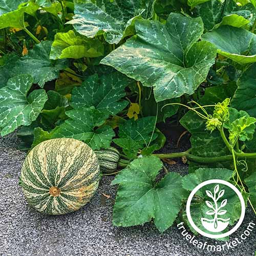 A close up square image of a 'Cushaw Green Striped' squash growing on the vine in the garden. To the bottom right of the frame is a white circular logo with text.