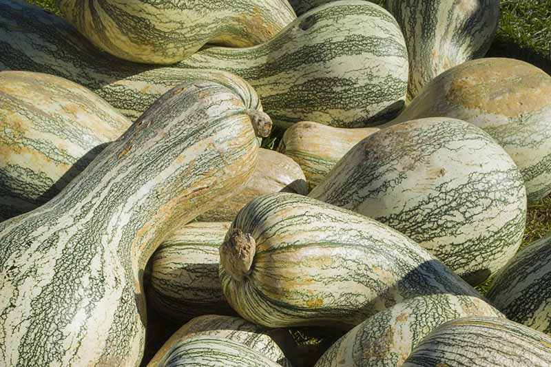 A close up horizontal image of a pile of 'Cushaw Striped' winter squash pictured in light sunshine.