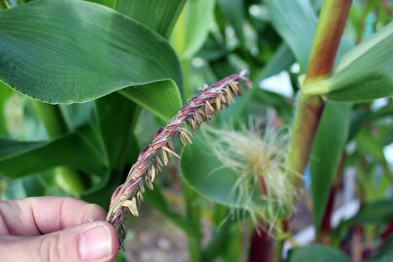 A close up horizontal image of a hand from the left of the frame holding a mature tassel of maize to pollinate by hand.