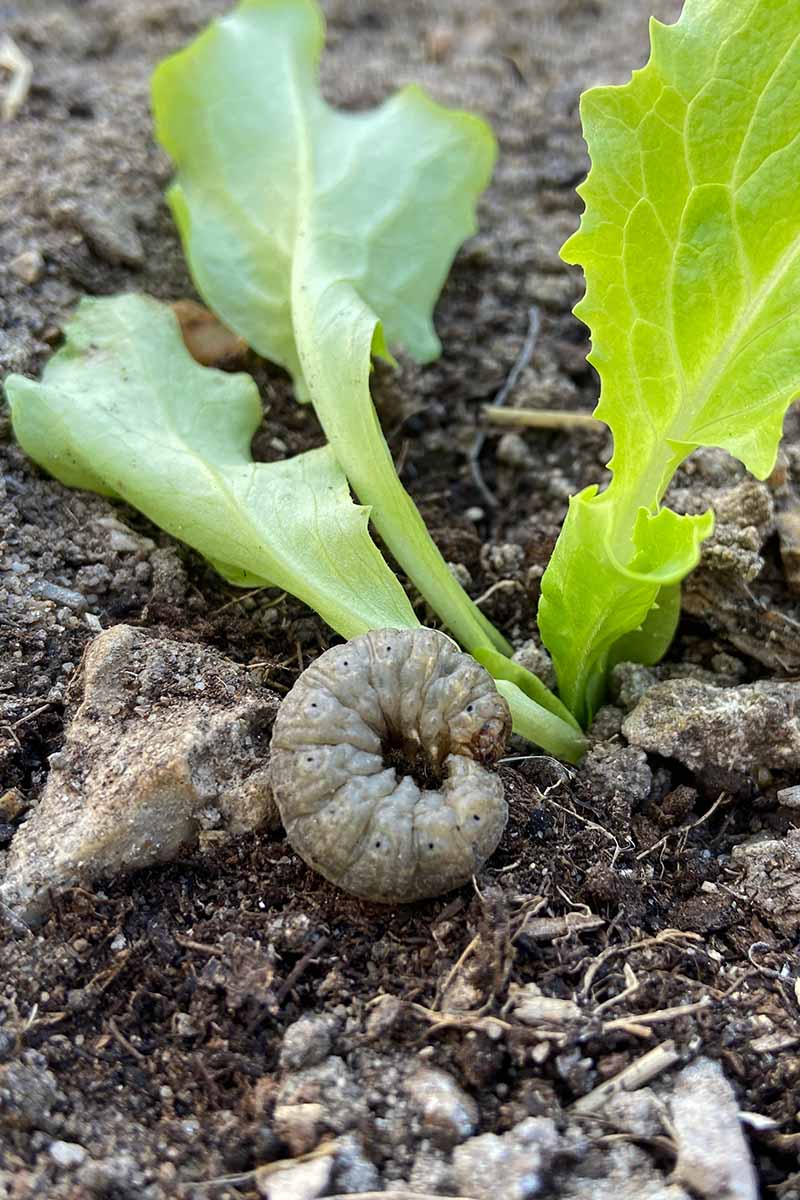 A close up vertical image of a cutworm eating a lettuce seedling.