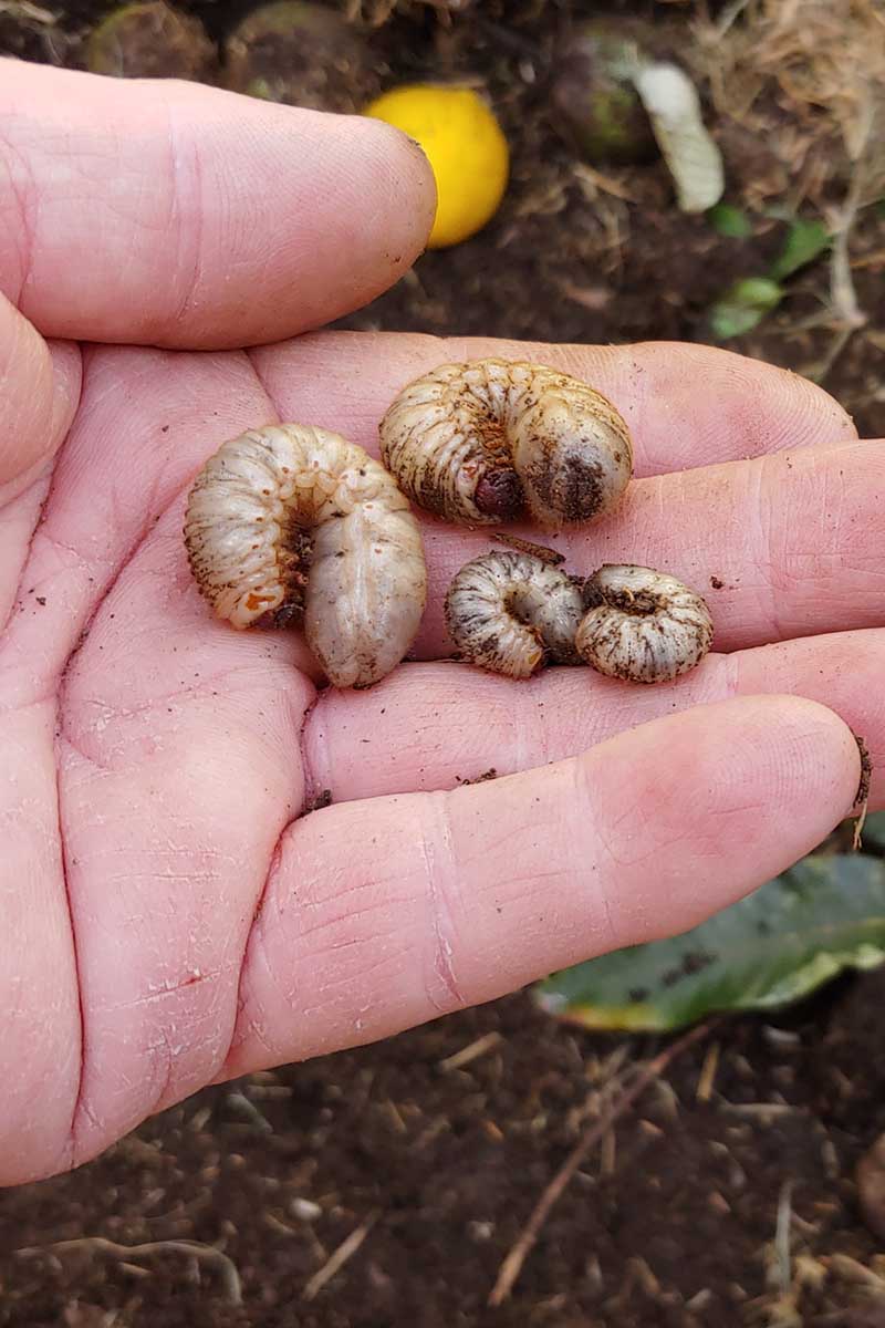 A close up vertical image of a hand holding four cutworms.