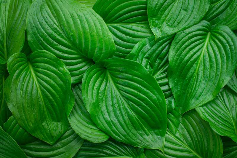 A close up horizontal image of the textured surface of bright green hosta foliage.