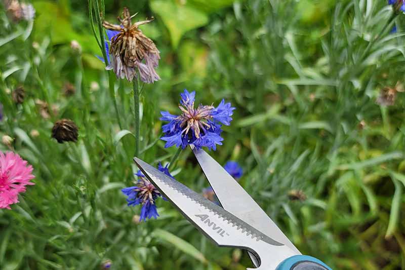 A close up horizontal image of scissors to the bottom of the frame snipping off a spent flower, pictured on a soft focus background.