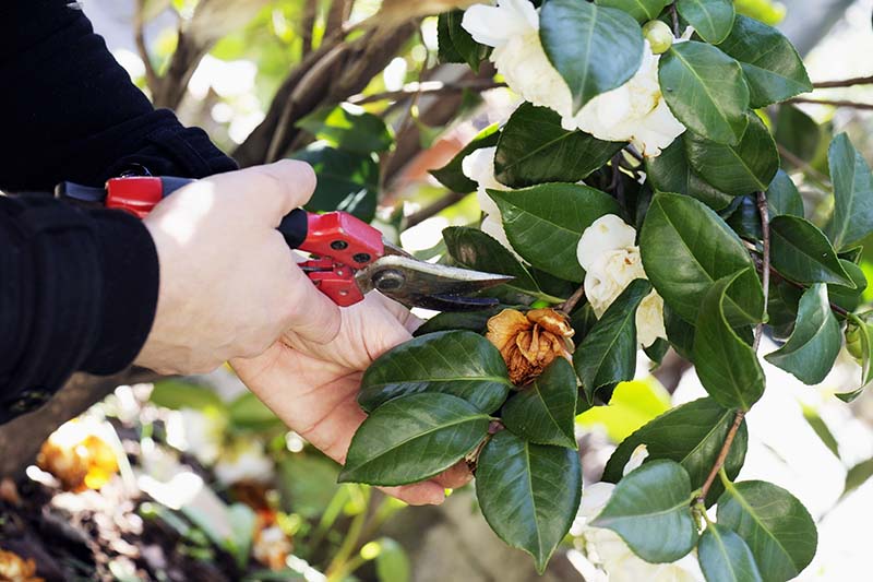 A close up horizontal image of hands from the left of the frame snipping off a spent flower with pruners.