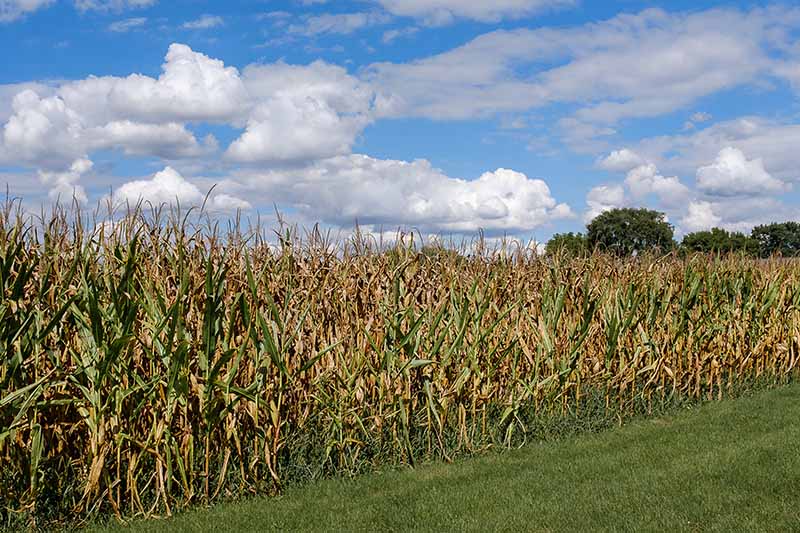 A horizontal image of a field of dent corn with blue sky and clouds in the background.