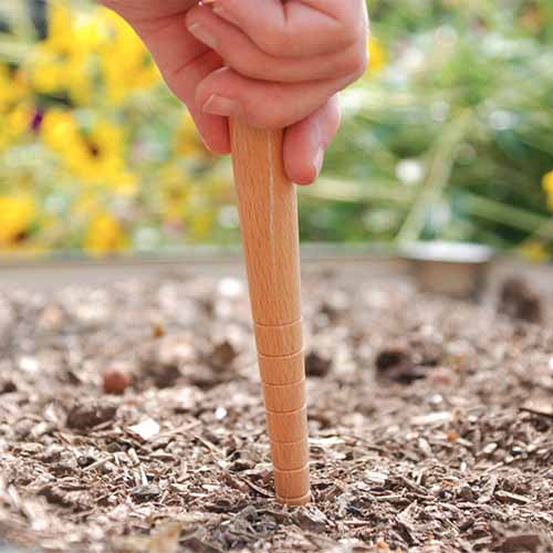 A close up square image of a dibbler being used to sow seeds in the garden.