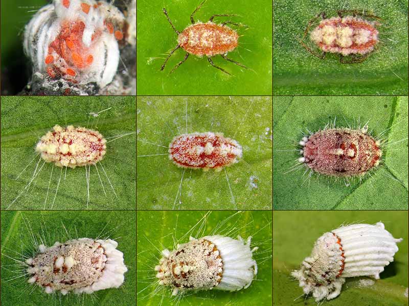 A horizontal image showing the different types of cottony cushion scale insects.