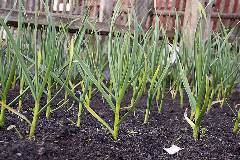 A close up horizontal image of garlic growing in the garden with a wooden fence in the background.