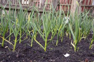A close up horizontal image of garlic growing in the garden with a wooden fence in the background.